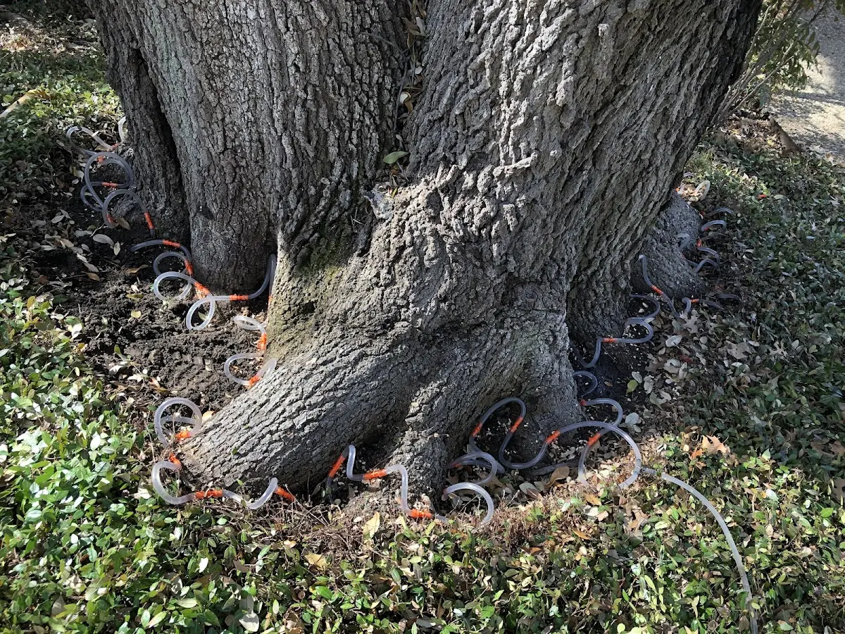 Detailed Tree Cabling and Bracing job site in Hensonville