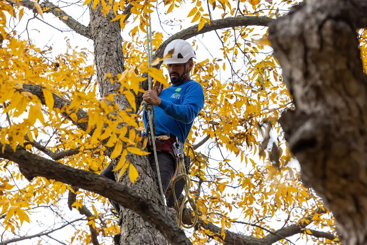 Skilled Tree Pruning crew working in Hensonville